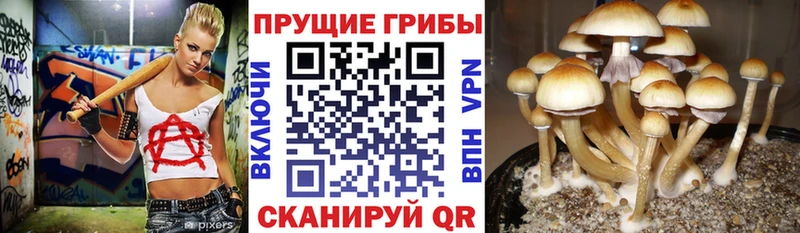 магазин  наркотиков  Видное  Галлюциногенные грибы Psilocybine cubensis 